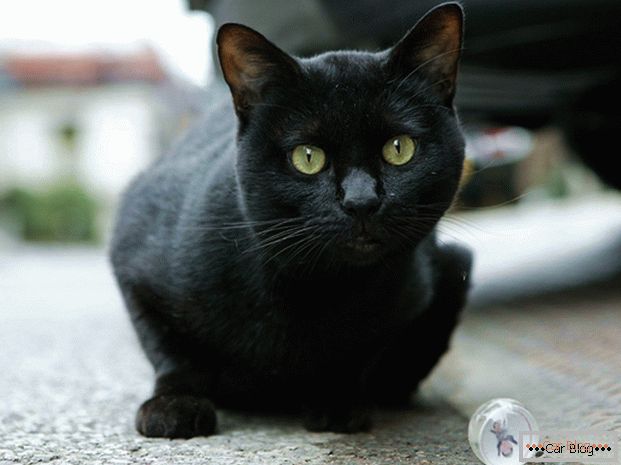 Černá kočka na silnici - k nehodě